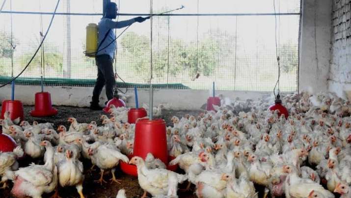 65-poultry-birds-found-dead-in-Maharashtras-Jalgaon.jpg bird flu