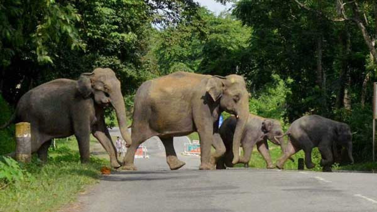 Another-elephant-found-dead-in-Karlapat-sanctuary-6-died-in.jpg Another elephant found dead in Karlapat sanctuary, 6 died in 2 weeks