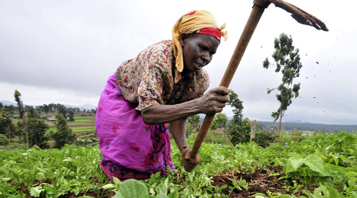 How-Zambia-is-reversing-land-degradation-through-gender-mainstreaming.jpg How Zambia is reversing land degradation through gender mainstreaming