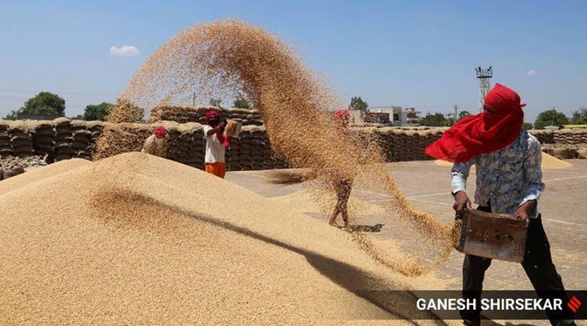 Wheat-procurement-may-rise-10-in-2021-22-marketing-yr.jpg Wheat procurement, Wheat procurement rise, rabi crop season, wheat production, indian express news