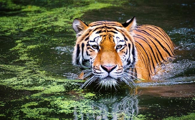Nylon-Rope-Around-Tigers-Neck-Removed-In-UP-After-Over.jpg Nylon Rope Around Tiger Neck Removed In UP