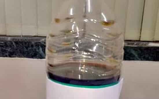 snake-venom-worth-rupees-13-crore-rescued-in-jalpaiguri-west-bengal Snake venom worth Rupees 13 crore rescued in Jalpaiguri