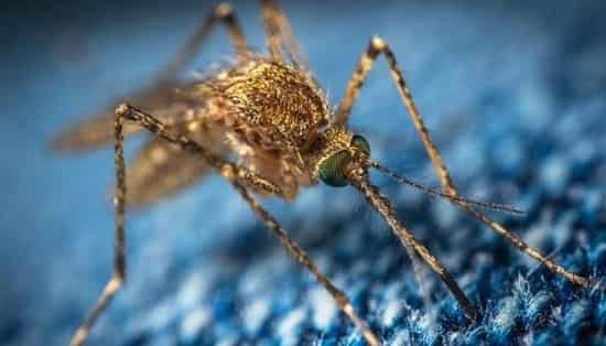 a-high-level-multidisciplinary-team-rushed-to-kanpur-after-the-zika-virus-case-was-reported A high-level multidisciplinary team rushed to Kanpur after the Zika virus case was reported