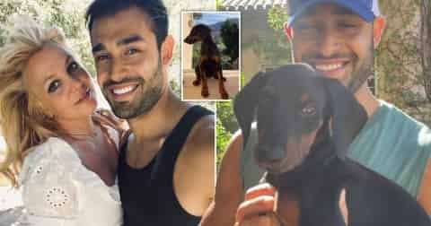 britney-spears-fiance-gets-her-a-puppy-for-security Britney spears fiance gets her a puppy for security