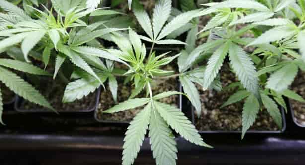 sd-lawmakers-recommend-a-bill-to-legalize-marijuana-for-all-purposes SD lawmakers recommend a bill to legalize marijuana for all purposes