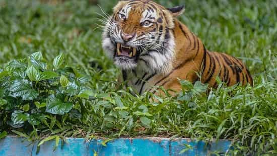 Naples Tiger: What We Know About The Dec. 29 Incident At Florida Zoo ...