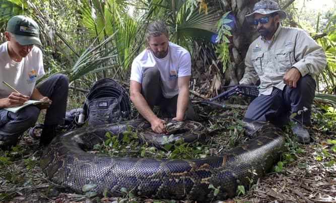 us-forest-team-captured-18-feet-burmese-python-in-florida US forest team captured 18 feet Burmese python in Florida