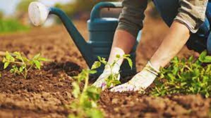 gardening-may-improve-mental-health gardening may improve mental health