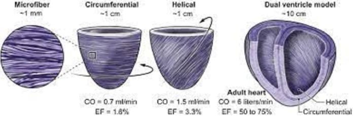 scientists-create-heart-helical-structure-model-for-artificial-heart Scientists create heart helical structure model for artificial heart